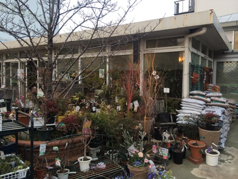 懐かしい雰囲気が残るデパートの屋上にあるガーデンショップ 渋谷東急百貨店本店 ガーデン ガーデンショップ ナーセリー訪問記