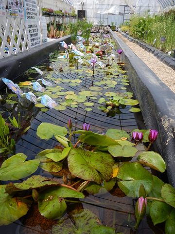 水生植物を専門に栽培している珍しいナーセリー 杜若園芸 さん ガーデン ガーデンショップ ナーセリー訪問記